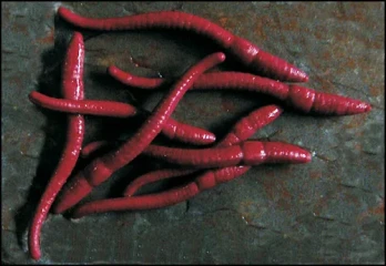 Enterprise Imitation Red Worms 